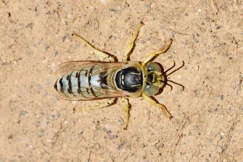 Réf. 292 952 : Bembix olivacea