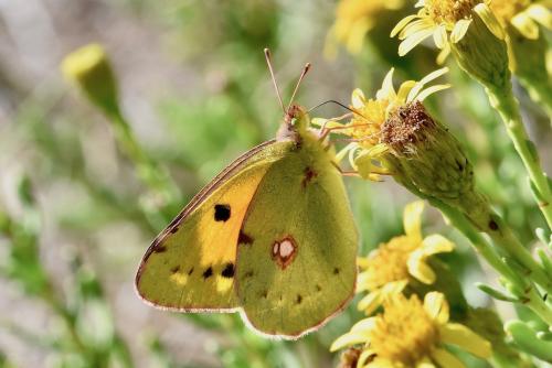 Colias croceus