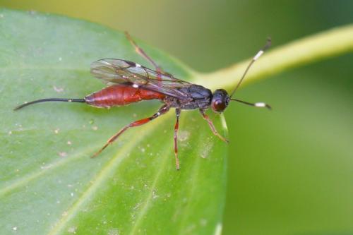Xorides gravenhorstii