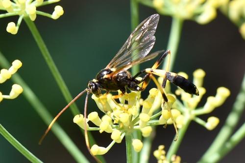 Réf. 292 782 : Acroricnus seductor