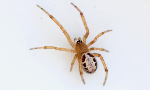 Réf. 292 030 : Steatoda nobilis