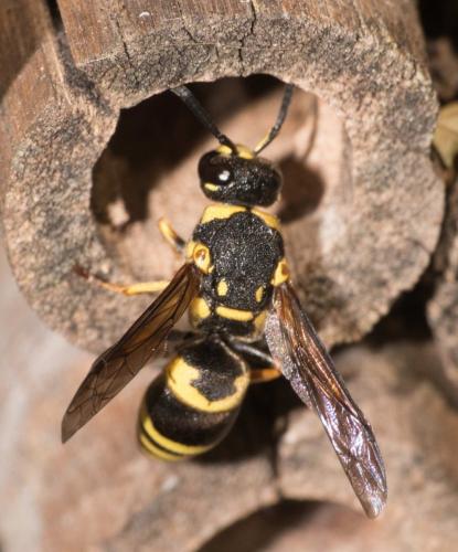 Réf. 292 930 : Euodynerus sp.