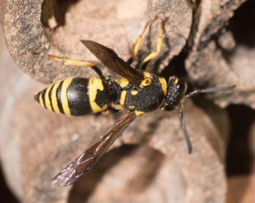 Réf. 292 931 : Euodynerus sp.