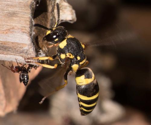 Réf. 292 932 : Euodynerus sp.
