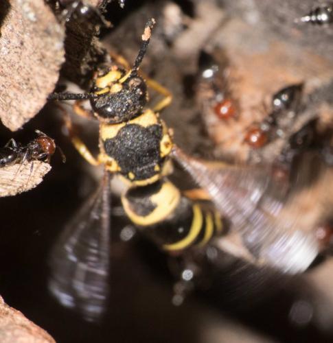 Réf. 292 933 : Euodynerus sp.