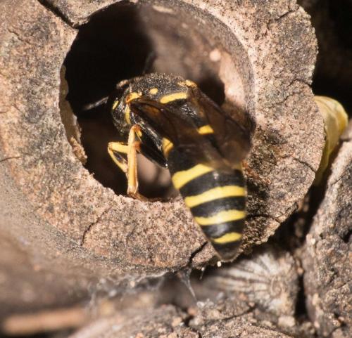 Réf. 292 934 : Euodynerus sp.