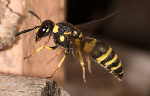 Réf. 292 935 : Euodynerus sp.