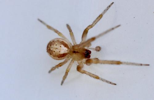 Zygiella sp.