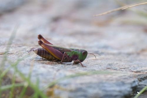Stenobothrus sp.