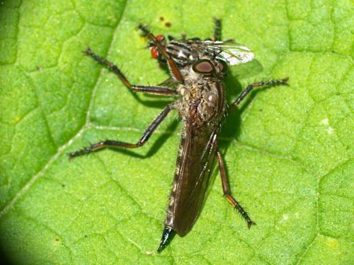 Réf. 292 288 : Neomochtherus geniculatus