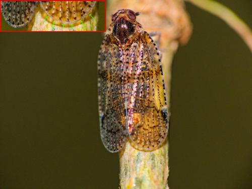 Cixius sp.