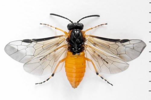 Réf. 292 498 : Athalia cordata