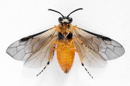 Athalia cordata