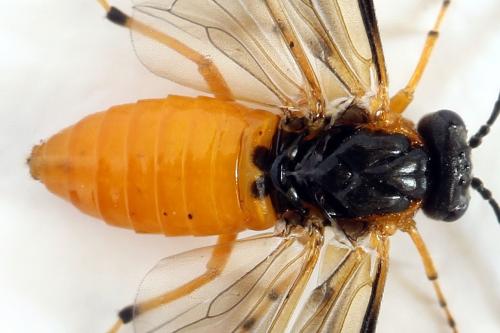 Réf. 292 500 : Athalia cordata