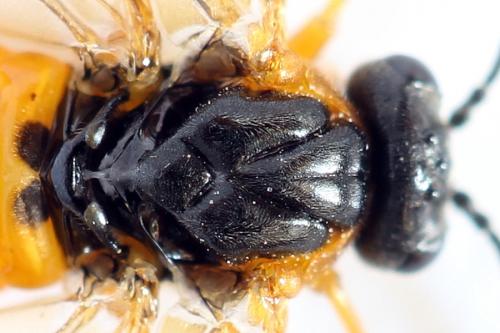 Réf. 292 501 : Athalia cordata