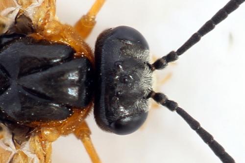 Réf. 292 502 : Athalia cordata