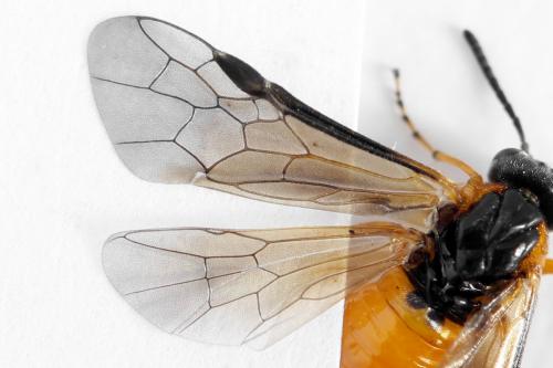 Réf. 292 503 : Athalia cordata