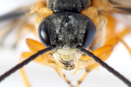 Réf. 292 505 : Athalia cordata