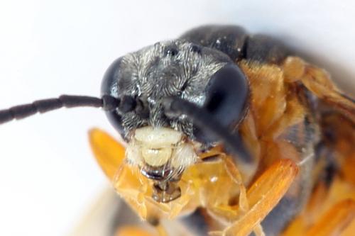 Réf. 292 506 : Athalia cordata