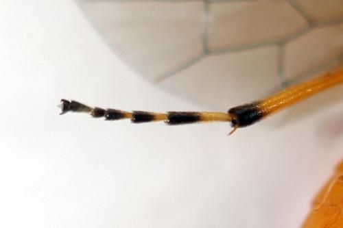 Réf. 292 509 : Athalia cordata