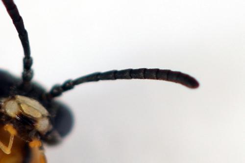 Athalia cordata