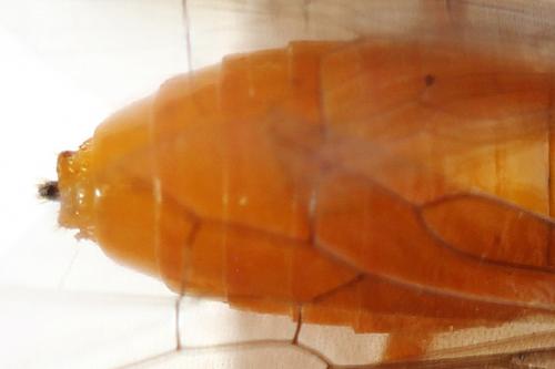 Athalia cordata