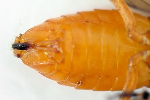 Réf. 292 512 : Athalia cordata
