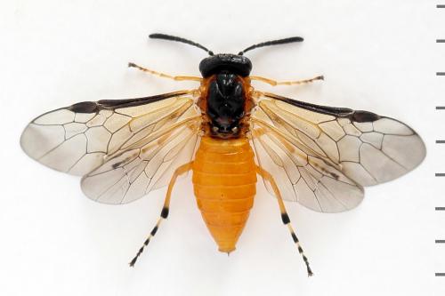 Réf. 292 418 : Athalia circularis