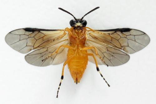 Réf. 292 419 : Athalia circularis