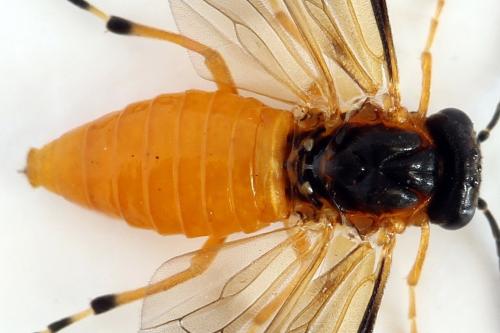 Réf. 292 420 : Athalia circularis