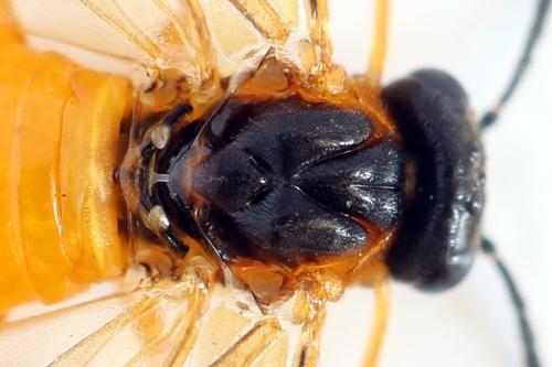 Réf. 292 421 : Athalia circularis
