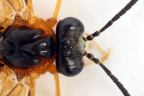 Réf. 292 422 : Athalia circularis