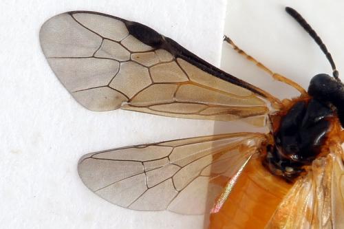Réf. 292 423 : Athalia circularis