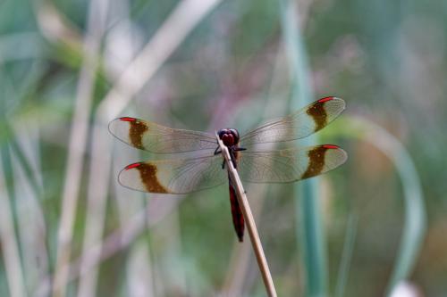 Réf. 292 628 : Sympetrum pedemontanum