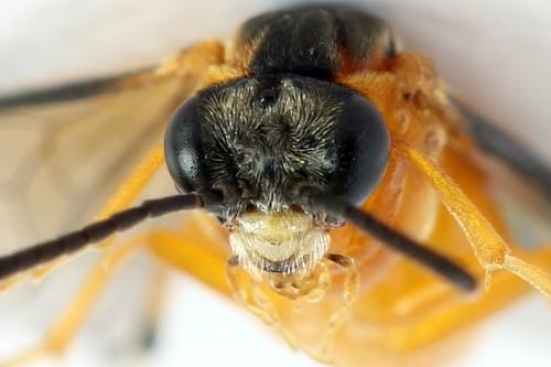 Athalia circularis