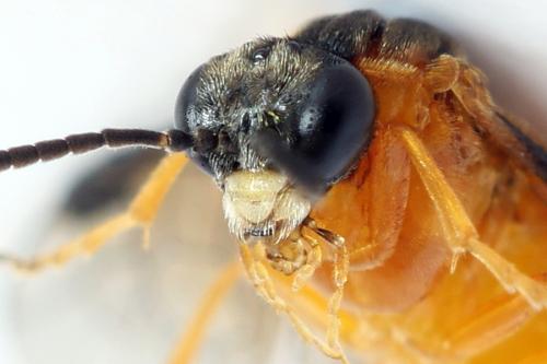 Réf. 292 427 : Athalia circularis
