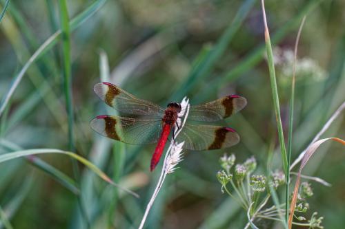 Réf. 292 627 : Sympetrum pedemontanum