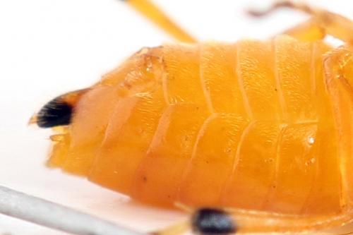 Réf. 292 428 : Athalia circularis