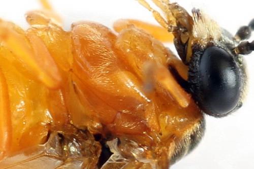 Réf. 292 429 : Athalia circularis