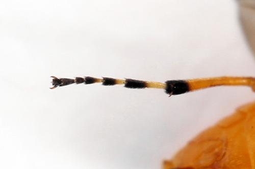 Athalia circularis