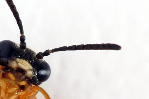 Athalia circularis