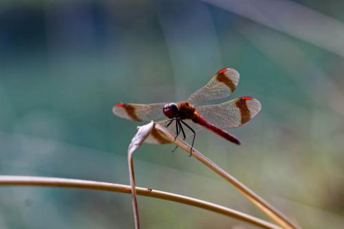 Réf. 292 626 : Sympetrum pedemontanum