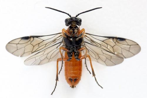 Réf. 292 482 : Dolerus aericeps