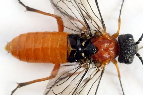 Réf. 292 483 : Dolerus aericeps