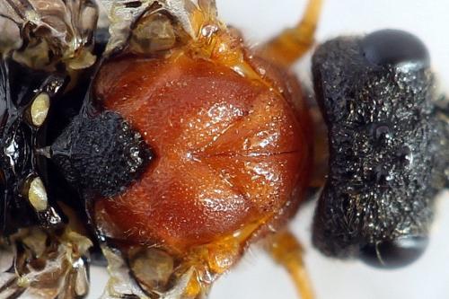 Réf. 292 484 : Dolerus aericeps