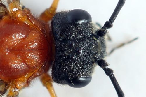 Réf. 292 485 : Dolerus aericeps