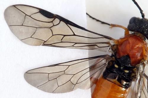 Réf. 292 486 : Dolerus aericeps