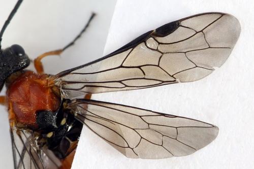 Réf. 292 487 : Dolerus aericeps