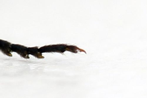 Réf. 292 488 : Dolerus aericeps