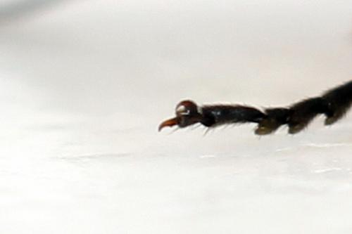 Réf. 292 489 : Dolerus aericeps